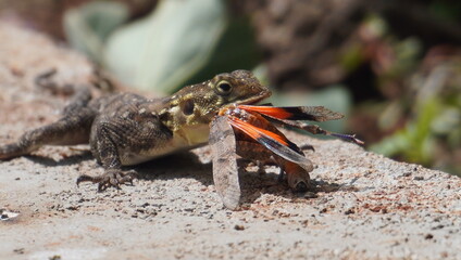  A lizard about to finish his food.