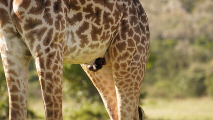  A sick giraffe in his reproductive organ. © naturespy