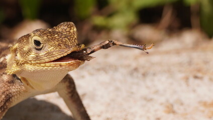 Agama lizard finish his food.