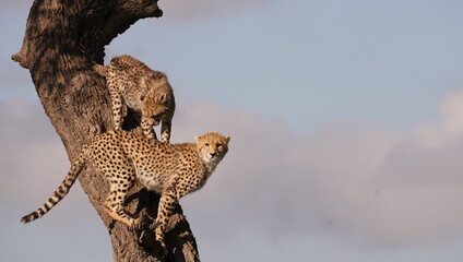  cheetah cubs on a tree.