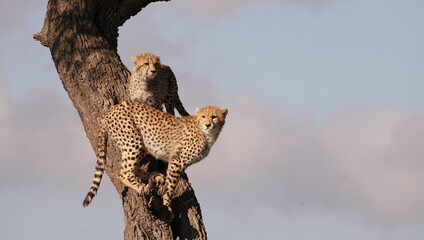 cheetah cubs up on a tree.