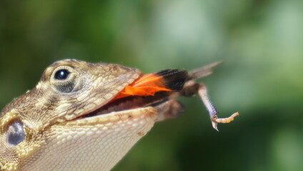 close up of Agama lizard with food in the mouth.