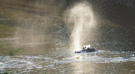 hippo blows out his nose in the water