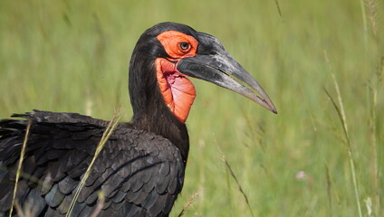 horn bill showing the open beak