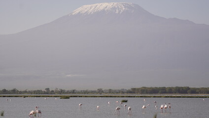 Kilimanjaro in the morning.
