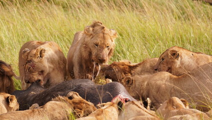 many lions eating together.