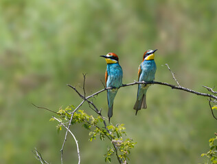 Pair of Bee-eaters perched on a branch.