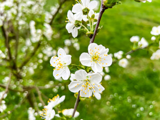 Cherry branch with lots of flowers in spring. Close-up