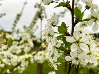 Cherry branch with lots of flowers in spring. Close-up