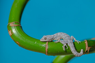 Close-up of Kotschy's Naked-toed Gecko (Mediodactylus kotschyi) on a green plant. Blue background.