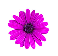 Purple Osteospermum Ecklonis isolated on transparent background. Purple flower isolated on white background. Osteospermum ecklonis, dimorphotheca ecklonis or african daisy flower with clipping path.