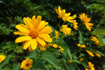 Heliopsis; herbaceous flowering plants in the family Asteraceae