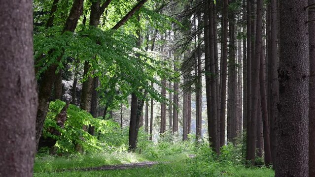 Wet forest trail after rain sunlight, selective focus real time video. Summer wether hiking pine trees woodland