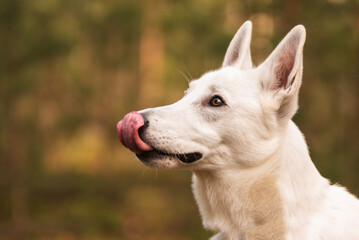 White Swiss Shepherd dog in forest