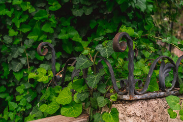 Ivy background with many beautiful green leaves. Ivy leaves on a fence with forged decorative elements.