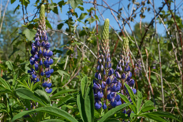 Lupine blooms on the lawn in the garden. Lupin, or wolf bob (lat. Lupinus) is a genus of plants...