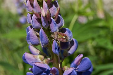 Lupine blooms on the lawn in the garden. Lupin, or wolf bob (lat. Lupinus) is a genus of plants...