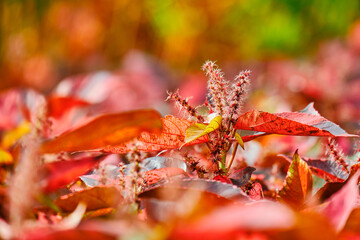Red copperleaf plant with focus on an isolated branch sticking out above