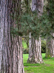 Pine tree trunks in a row on Capitol Hill in Seattle_23272004_38.