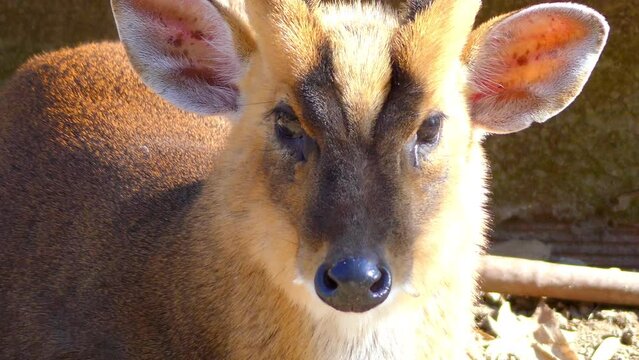 Indian muntjac (Muntiacus muntjak)