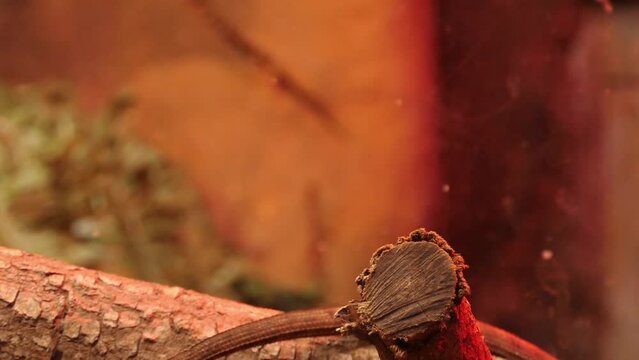 Weber's sailfin lizard (Hydrosaurus weberi)