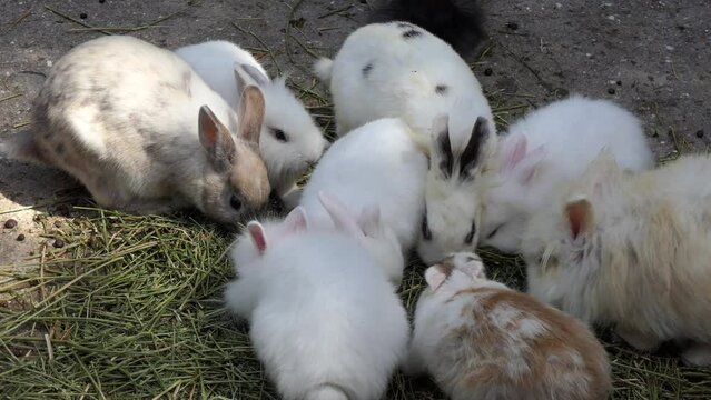European rabbit (Oryctolagus cuniculus)