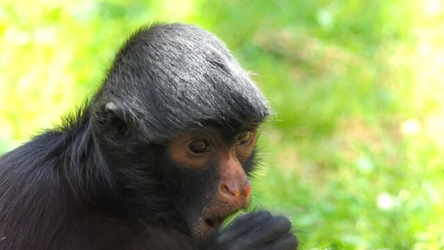 red-faced spider monkey (Ateles paniscus)