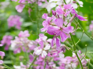Purple Flowers against green vegetation © Daniel