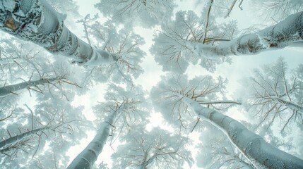 Upward view of majestic snow-covered tree branches against a soft-hued sky.