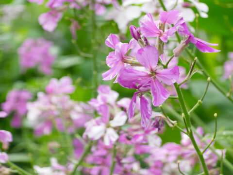 Purple Flowers against green vegetation