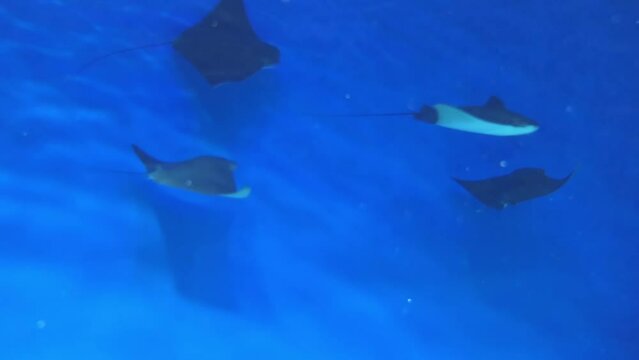 Skates are cartilaginous fish, to family Rajidae in superorder Batoidea of rays. Softnose skates and pygmy skates were previously treated as subfamilies of Rajidae (Arhynchobatinae and Gurgesiellinae)