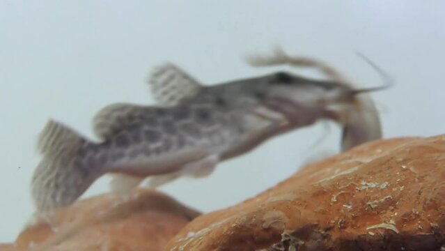 Giraffe catfish, Auchenoglanis occidentalis