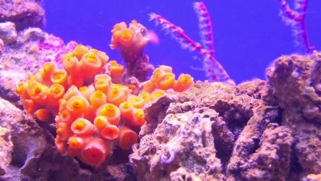 Tubastraea faulkneri, Orange Cup Polyp or sun coral, is species of large-polyp stony corals belonging to family Dendrophylliidae.