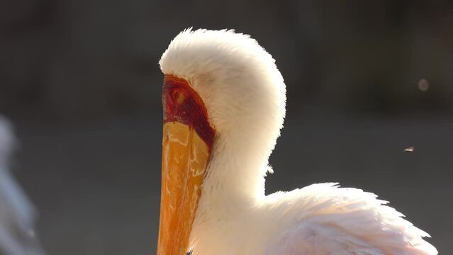 yellow-billed stork (Mycteria ibis), sometimes also called the wood stork or wood ibis, is large African wading stork species in family Ciconiidae. It is widespread in regions south of the Sahara.