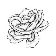 Hand drawn line art rose flower illustration isolated on white background