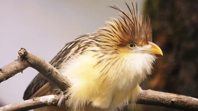 Guira cuckoo (Guira guira)