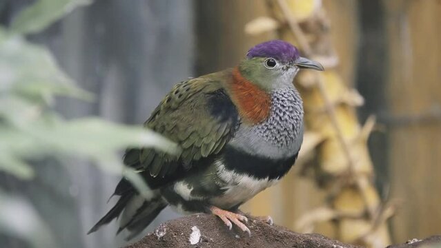 superb fruit dove (Ptilinopus superbus), also known as purple-crowned fruit dove (leading to easy confusion with purple-capped fruit dove), colourful fruit-dove in family Columbidae.