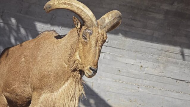 Barbary sheep (Ammotragus lervia) is caprid