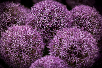 Vibrant purple allium flowers in full bloom. The spherical clusters of star-shaped florets create a striking geometric pattern, adding a vivid and intricate display to the natural scene