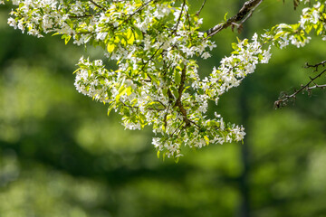グリーン背景のズミの花