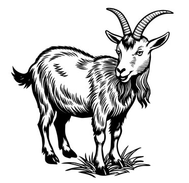 recommend clip art: Vintage style illustration of a goat or sheep in black and white for agricultural and livestock themes, farming and retro linocut logo style