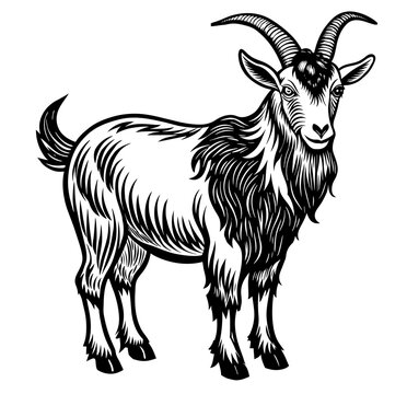 recommend clip art: Vintage style illustration of a goat or sheep in black and white for agricultural and livestock themes, farming and retro linocut logo style