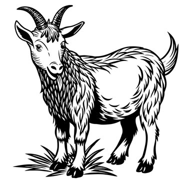 recommend clip art: Vintage style illustration of a goat or sheep in black and white for agricultural and livestock themes, farming and retro linocut logo style