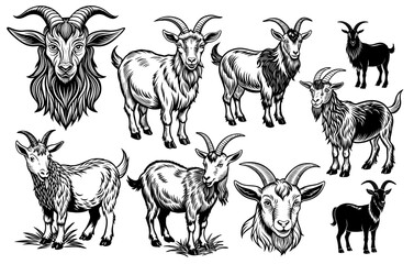 Fototapeta premium Vintage style illustration set or collection of a goat or sheep in black and white for agricultural and livestock themes, farming and retro linocut logo style