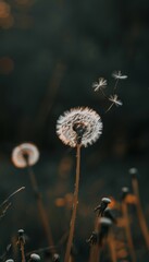 Dandelion white flowers in dark background