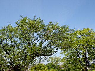 快晴青空と5月新緑の風景葉桜