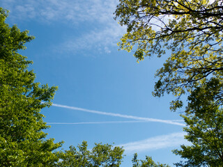 5月新緑の風景葉桜と飛行機雲