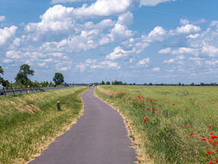 Asphalt bicycle road and the poppy flowers field. Cycling route between Obrzycko and Szamotuły. Summer countryside landscape in Wielkopolska region, Poland.