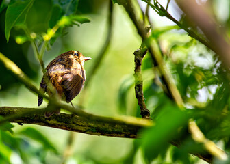 Fototapeta premium European Robin Juvenile (Erithacus rubecula) - Commonly Found in Europe, Asia, and North Africa