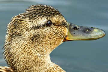 Female Mallard (Anas platyrhynchos) - Commonly Found in Europe, Asia, and North America